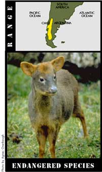 pudu.jpeg
