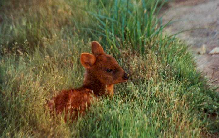 pudu3.jpg